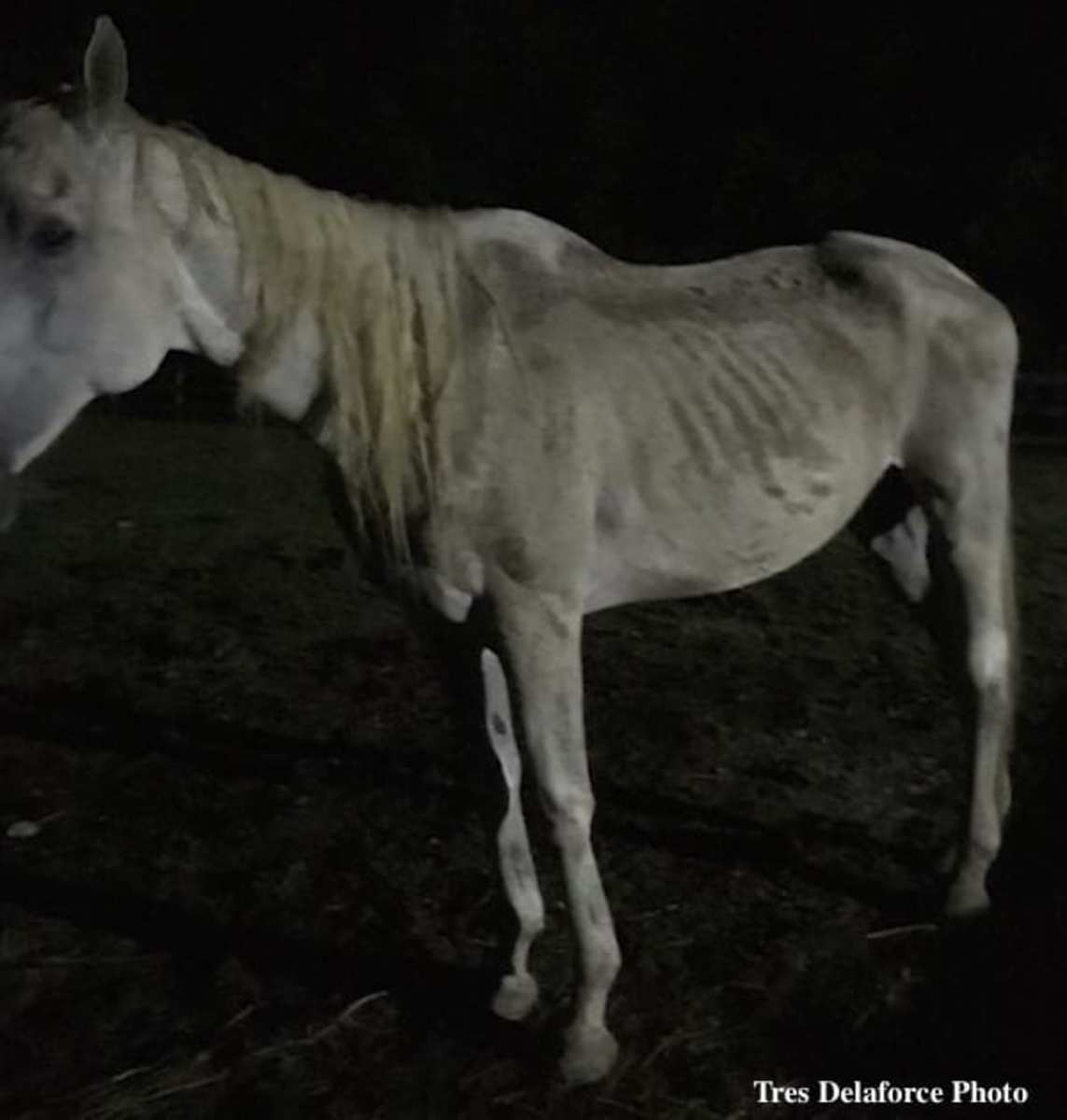 Pictured on the night of June 24, this horse is believed to be Silver Cliff