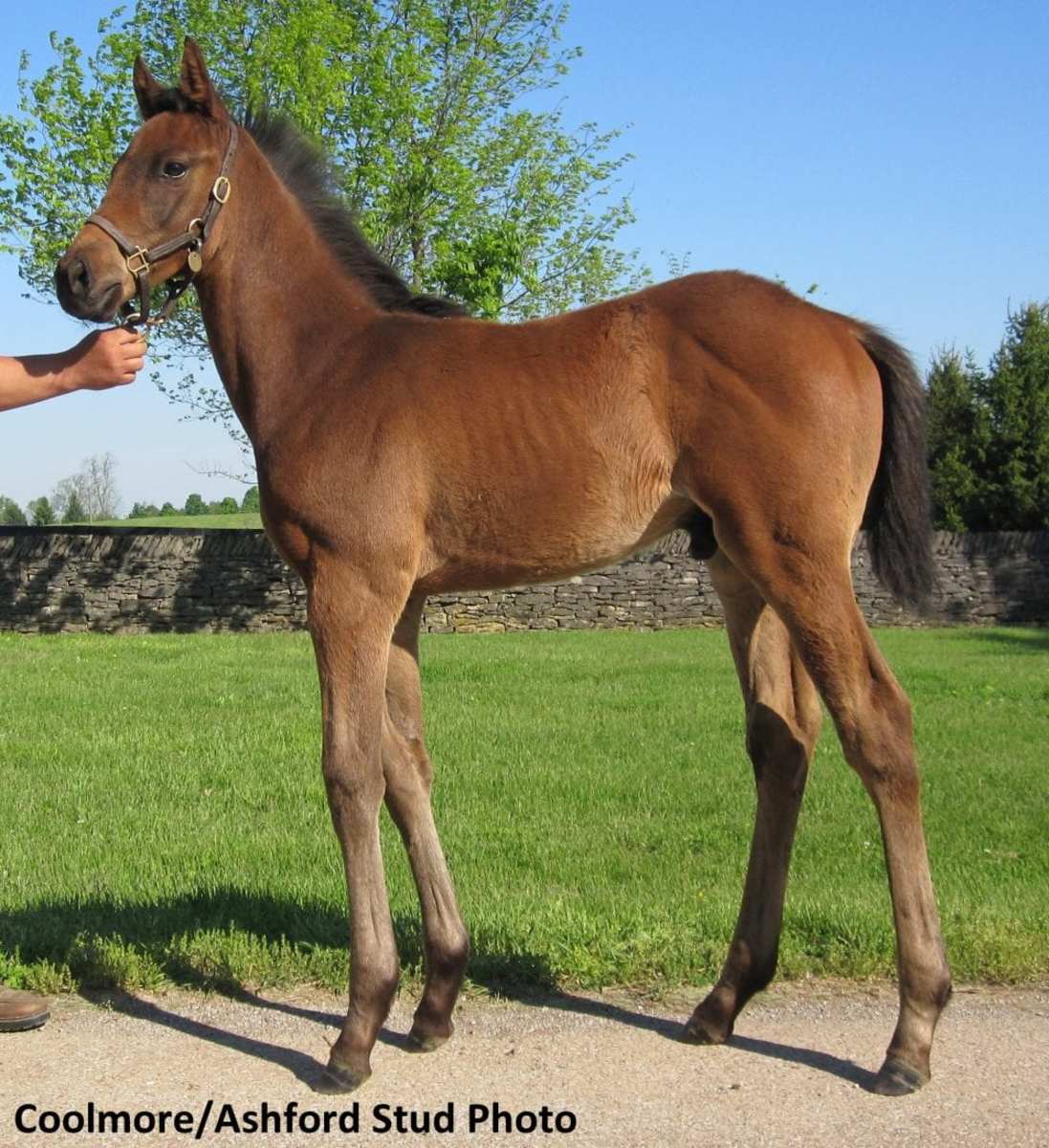 merck animal health presents foals of 2016 nyquist cathryn sophia