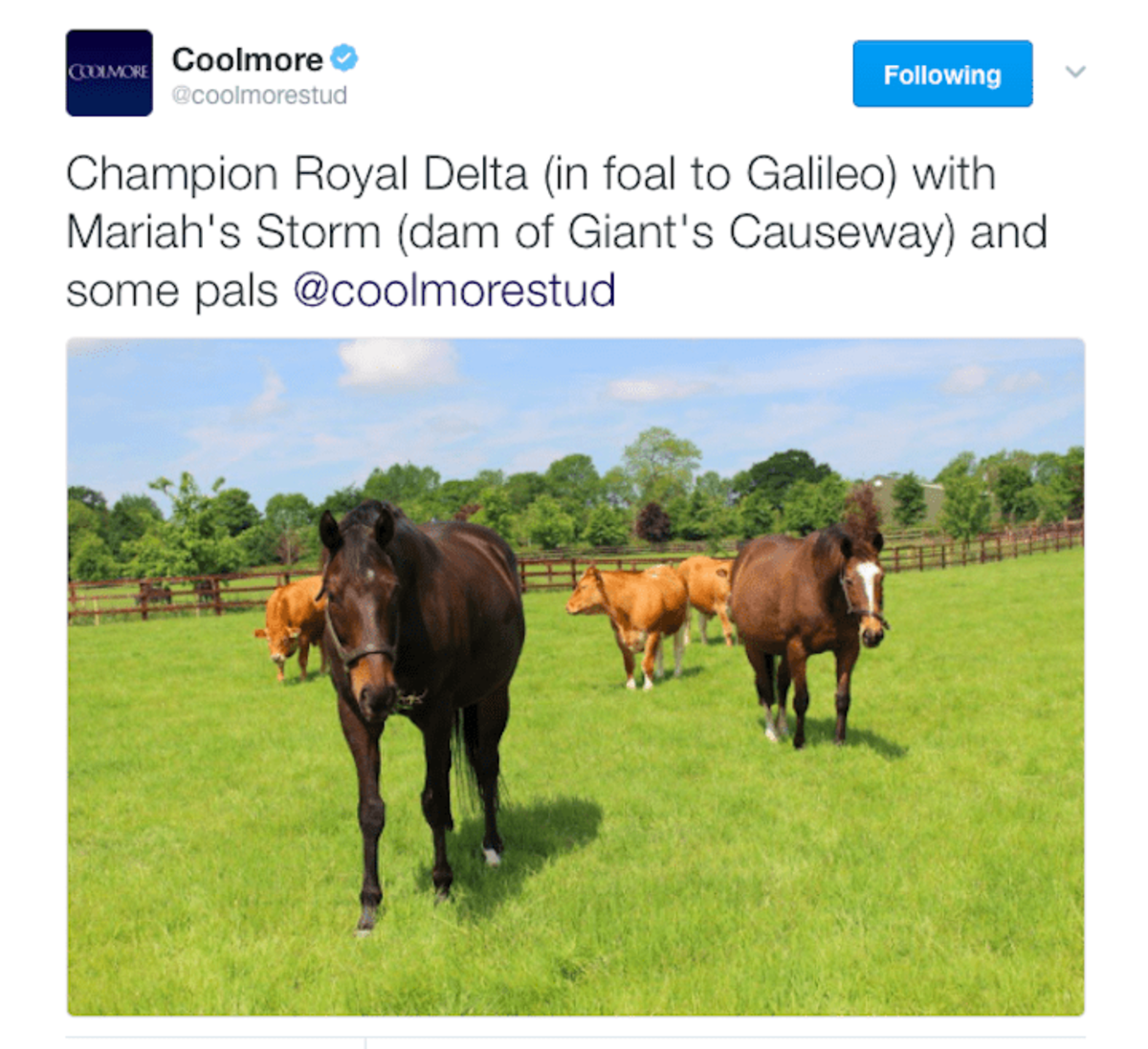 Photo of Royal Delta, posted by Coolmore Stud on Twitter, in June 2016