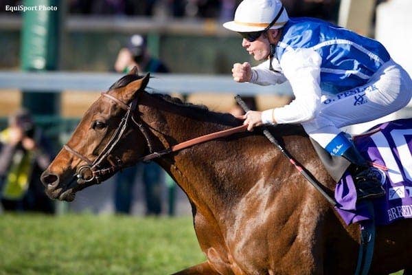Global Superstar Goldikova Dies At Age 16 - Horse Racing News - Vimarsana News