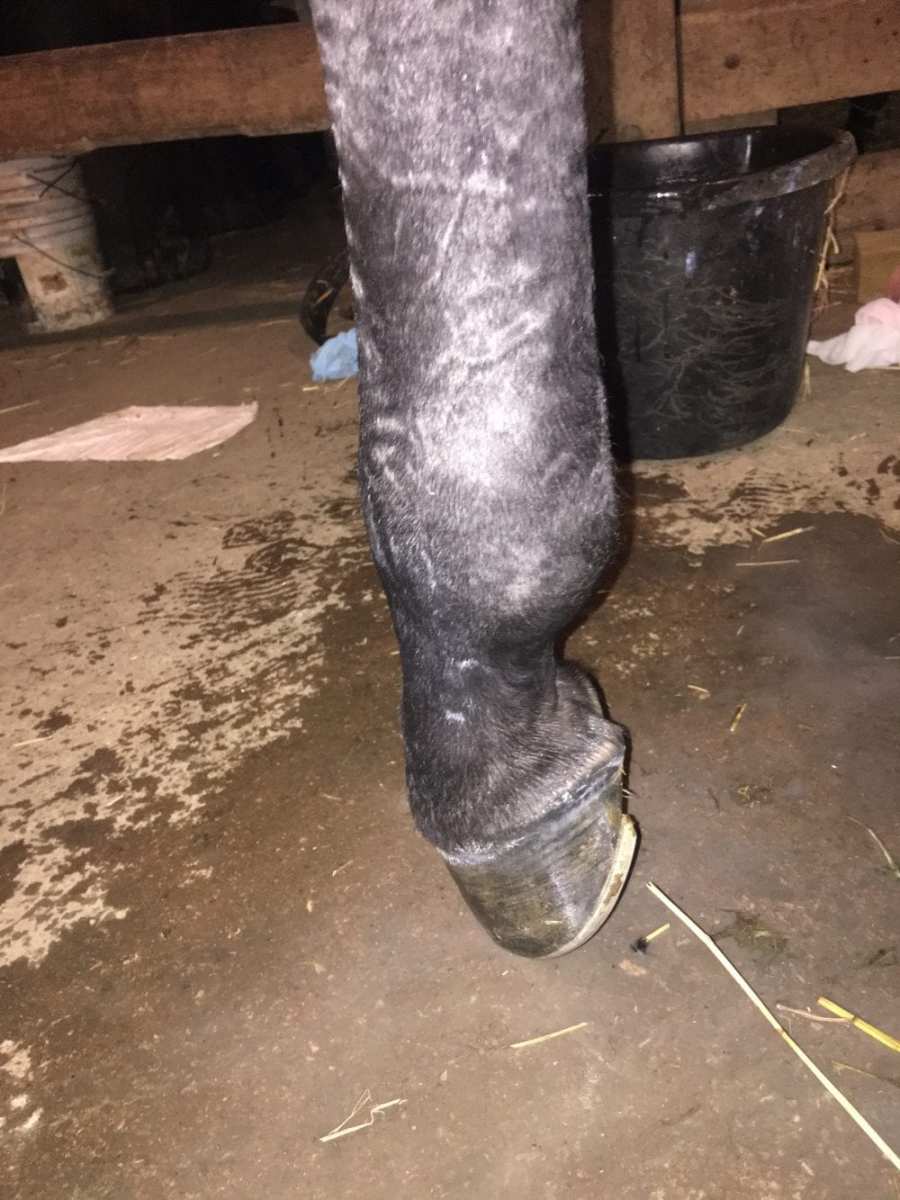 Pennsylvania Trainer Suspended 45 Days After ‘Failure To Provide Care