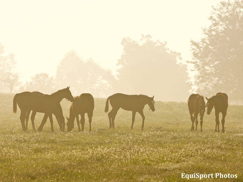 Litt: Why I'm Leaving The Kentucky Thoroughbred Association - Horse Racing News - Vimarsana News