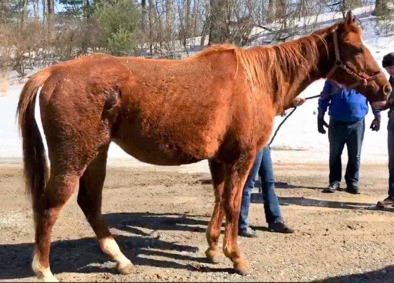 Reporting Neglect Cases Can Be A Thorny Prospect - Even For Equine Veterinarians - Horse Racing News - Vimarsana News