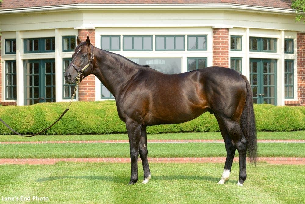 Bloodlines: Rombauer's Success Blends Speed In Female Family With Classic Branch Of Mr. Prospector Line - Horse Racing News - Vimarsana News