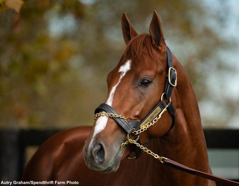 'Beautiful And Very Smart': First Foal Is A Filly For Spendthrift Farm's Vino Rosso - Horse Racing News - Vimarsana News