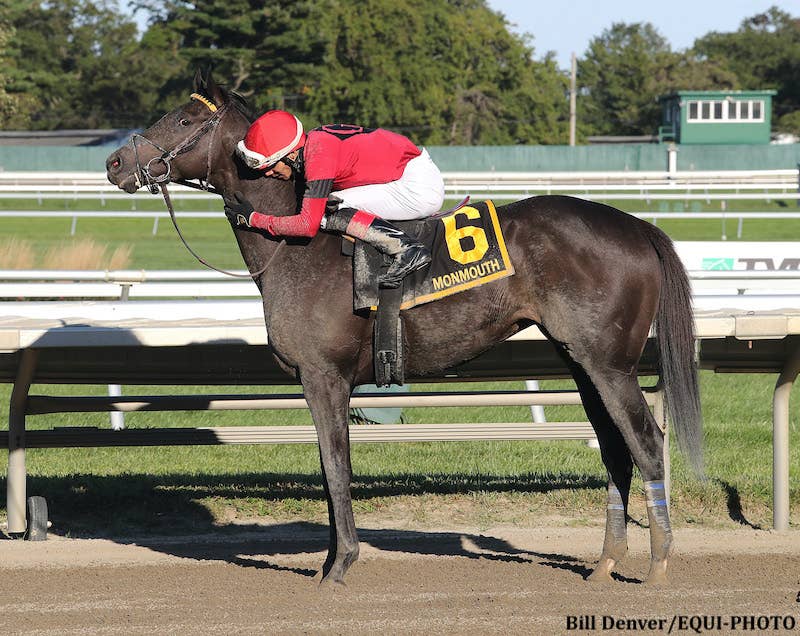 Pirate's Punch Returns To Face Ny Traffic In Saturday's Salvator Mile - Horse Racing News - Vimarsana News