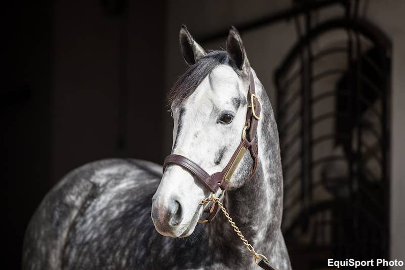 Eclipse Thoroughbred Partners Comes Full-Circle With Purchase Of Tapwrit Filly At Fasig-Tipton July - Horse Racing News - Vimarsana News