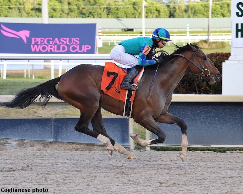 Greatest Honour Has Final Tune-Up For Fountain Of Youth - Horse Racing News - Vimarsana News