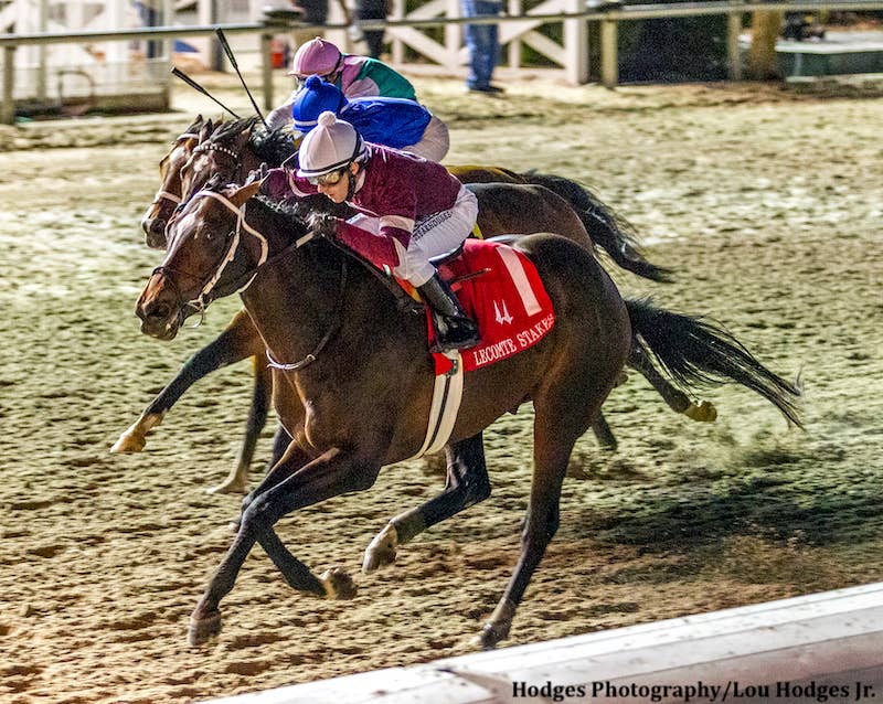 Bloodlines Presented By Diamond B Farm's Rowayton: Midnight Bourbon Begins The Last Hurrahs At Stud For Tiznow - Horse Racing News - Vimarsana News
