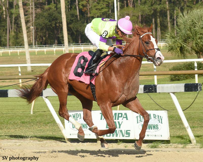 Tampa Bay Downs: Union Rags Colt Nova Rags Rallies To Win Pasco For Mott - Horse Racing News - Vimarsana News