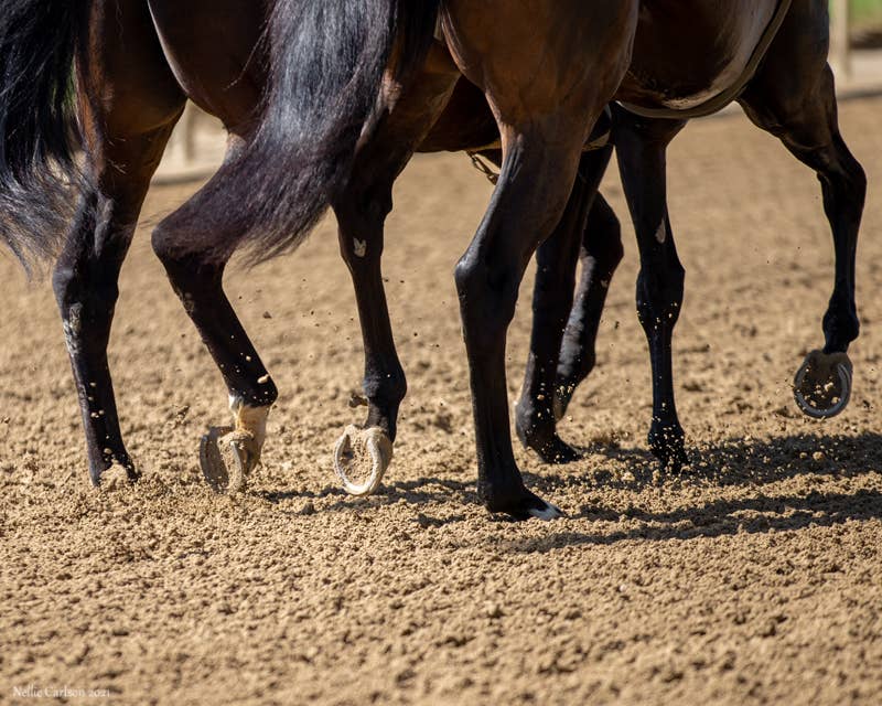 Dickinson, Ziegler Among Speakers For 2021 Track Superintendents Field Day - Horse Racing News - Vimarsana News